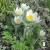 Pulsatila vulgaris Pinwheel White.jpg